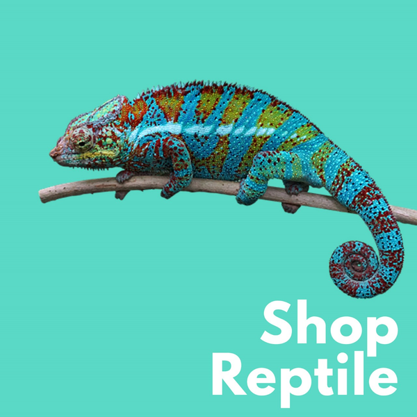 Reptiles